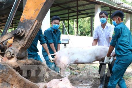 Vĩnh Long họp khẩn vì phát hiện 3 ổ dịch tả lợn châu Phi