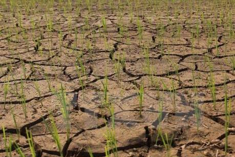 Thừa Thiên-Huế: Hơn 1.200 ha sản xuất vụ Hè Thu có nguy cơ thiếu nước