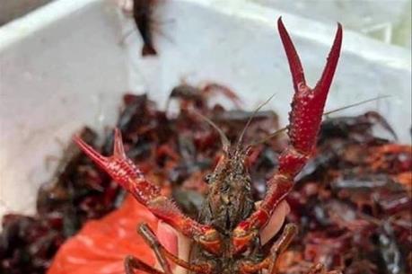 Xử lý nghiêm vi phạm đối với tôm càng đỏ 
