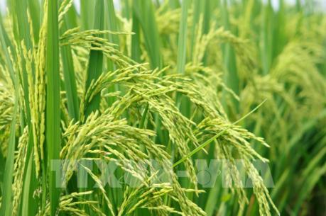 Vụ Hè Thu, vụ Mùa 2019, miền Bắc dự kiến gieo cấy trên 1,2 triệu ha