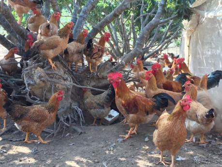 Gà sạch Tân Lập giúp xóa đói nghèo
