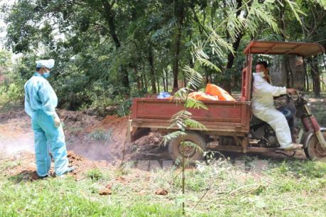 Xây dựng kịch bản ứng phó với dịch tả lợn châu Phi theo từng tình huống cụ thể