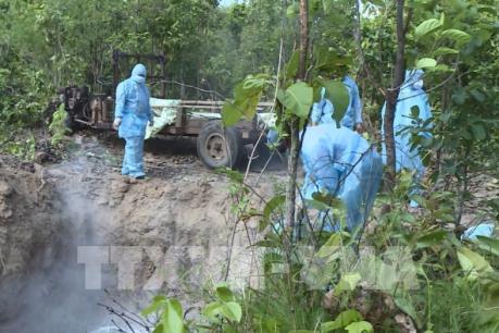 Xuất hiện dịch tả lợn châu Phi tại Cần Thơ