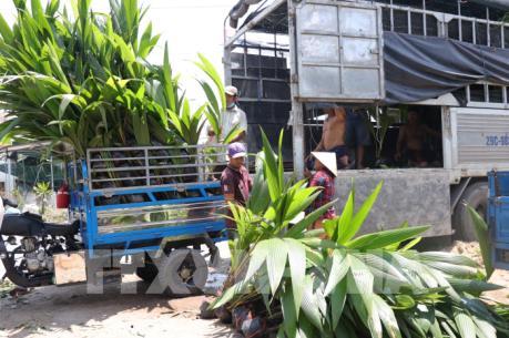 Bến Tre chuyển đổi sang sản xuất cây giống cho thu nhập cao