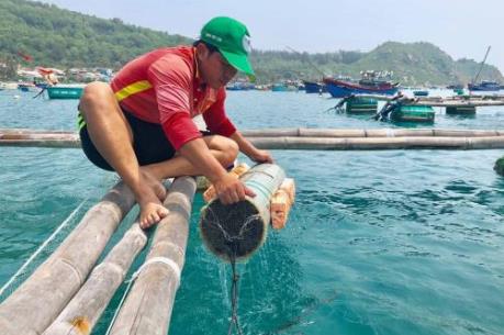 Nghề nuôi mực “độc nhất vô nhị” ở Cù Lao Xanh