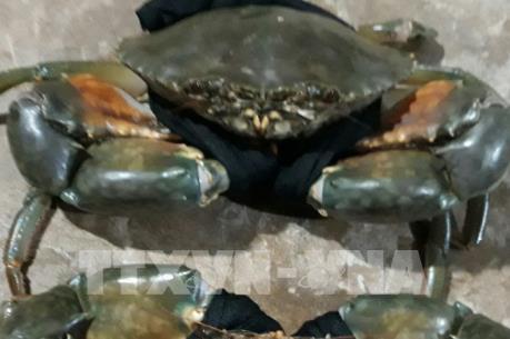 Giá cua biển Trà Vinh không có biến động