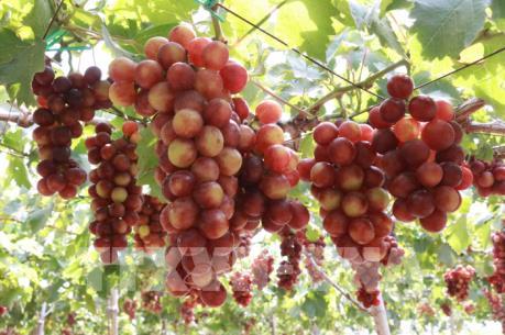 Ninh Thuận phát triển cây ăn quả có khả năng chịu hạn