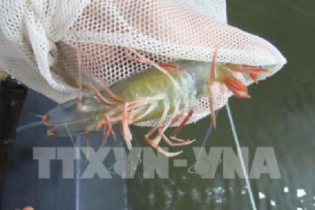 Sóc Trăng hợp tác với Hiroshima (Nhật Bản) xây dựng thương hiệu tôm sạch