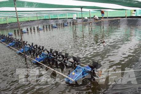 Cà Mau thí điểm nuôi tôm sạch theo tiêu chuẩn của Tổ chức Seafood