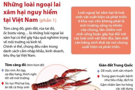 Những loài ngoại lai xâm hại nguy hiểm tại Việt Nam (Phần 1)