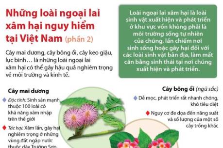 Những loài ngoại lai xâm hại nguy hiểm tại Việt Nam (Phần 2) 