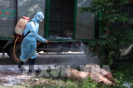 Dịch tả lợn châu Phi: Chi trả hỗ trợ người chăn nuôi còn gặp khó