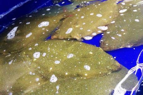 Nhật Bản siết chặt kiểm tra hải sản nhập từ Hàn Quốc 