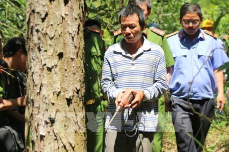 Lâm Đồng chỉ đạo khẩn trương làm rõ vụ phá rừng thông 50 năm tuổi
