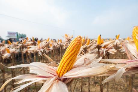 Mỹ lên kế hoạch sử dụng xăng Ethanol nhằm hỗ trợ nông dân trồng ngô