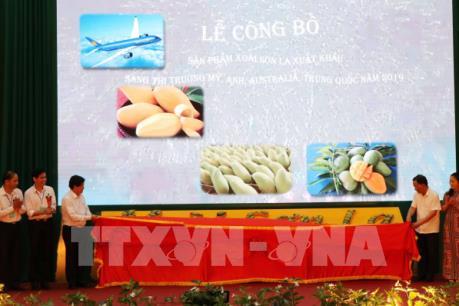 Xoài Sơn La khởi hành sang Mỹ, Anh, Australia và Trung Quốc