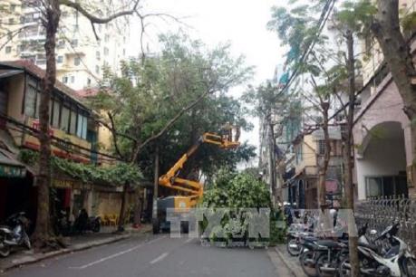 Hà Nội cắt tỉa cây xanh ở hơn 200 tuyến đường, phố 