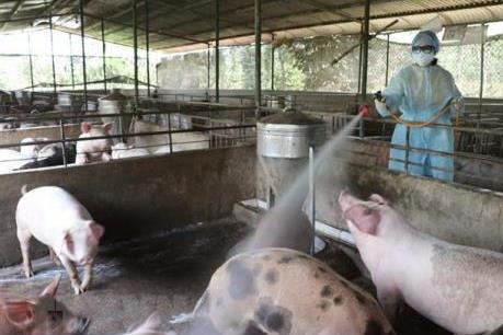 Có 48 tỉnh, thành trên cả nước xuất hiện dịch tả lợn châu Phi
