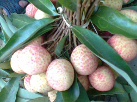 Vải lai trứng Phù Cừ được mùa, được giá