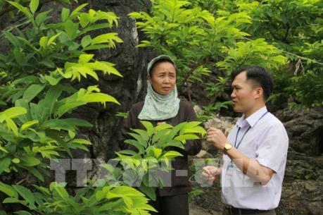 Xây dựng nhãn hiệu na Chi Lăng chuẩn VietGAP, GlobalGAP