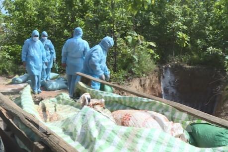 Cà Mau đã xuất hiện ổ dịch tả lợn châu Phi thứ 3