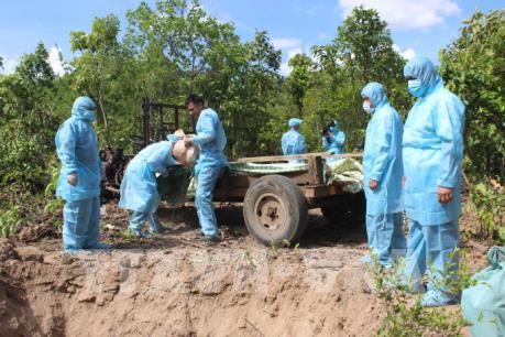 Dịch tả lợn châu Phi: Không được phép lơ là chủ quan