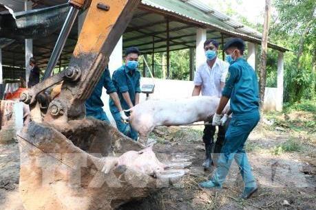 Các địa phương quyết liệt phòng, chống dịch tả lợn châu Phi