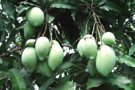 Khó nâng thứ hạng cho sản phẩm OCOP Bến Tre