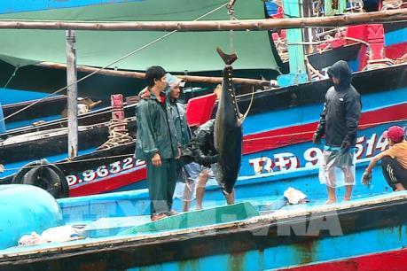 Khắc phục "thẻ vàng" IUU để nghề cá Việt Nam tiếp cận EVFTA