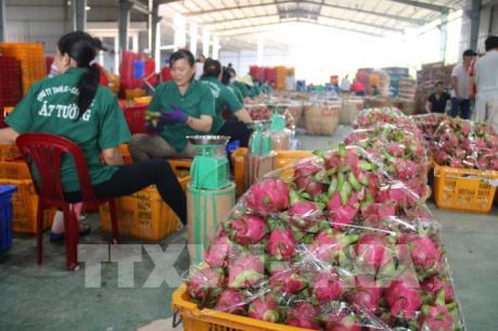 Lộ trình nào cho trái thanh long Việt Nam?