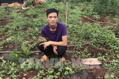 Gia Lai phát hiện hộ dân trồng hơn 200 cây cần sa