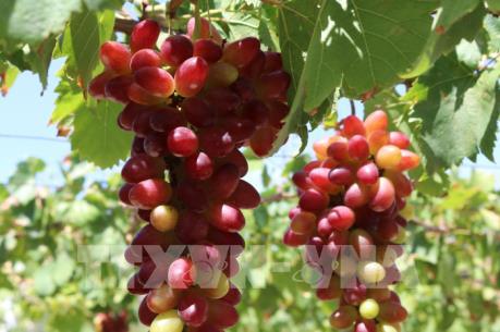 Nho “ba màu” Ninh Thuận cung không đủ cầu