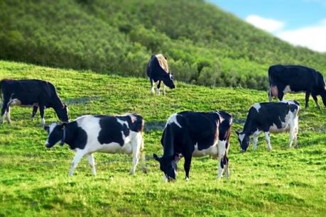 Vinamilk đã mua 90 triệu cổ phiếu GTN