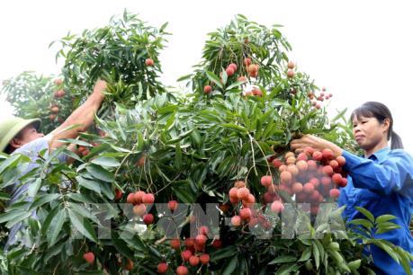 Khai thác các thị trường cho vải thiều Bắc Giang