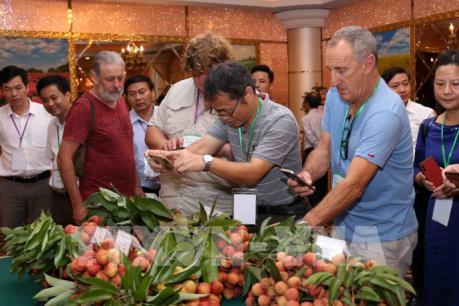 Nhãn, vải chế biến chỉ chiếm 10% tổng sản lượng sản phẩm