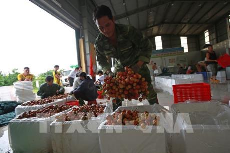 Xuất khẩu trên 13.000 tấn vải quả tươi sang Trung Quốc