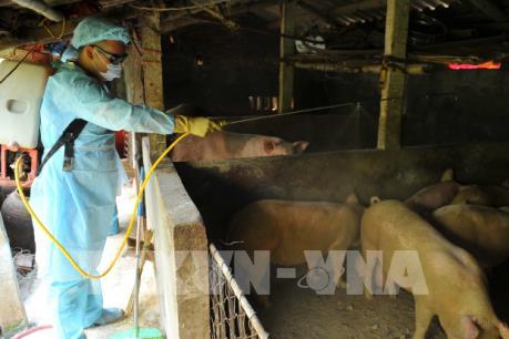 Thanh Hóa kiểm soát vận chuyển lợn và sản phẩm từ lợn