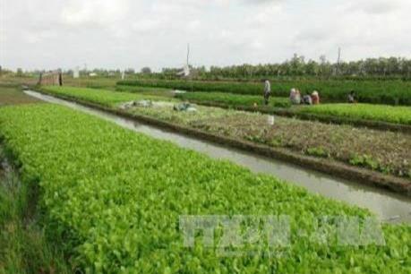 Trà Vinh chuyển 12.000 ha trồng lúa kém hiệu quả sang trồng cây khác