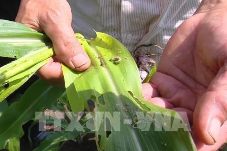 Lai Châu khuyến cáo phun thuốc nhằm giảm thiệt hại do sâu keo mùa thu