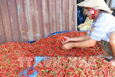 Ớt cay cuối vụ mang niềm vui cho nông dân Đồng Tháp