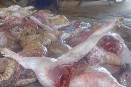 Đồng Nai bắt quả tang một cơ sở giết mổ hơn 1,4 tấn lợn chết