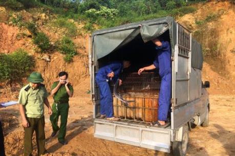 Phát hiện 400 kg cá tầm nhập lậu từ Trung Quốc