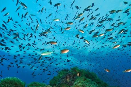 Thái Lan cấm đánh bắt hải sản tại Vịnh Thái Lan