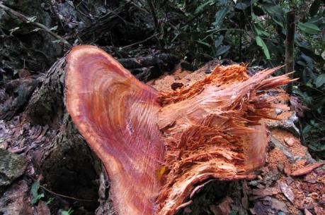 Bắc Kạn điều tra vụ phá rừng nghiêm trọng tại huyện Bạch Thông