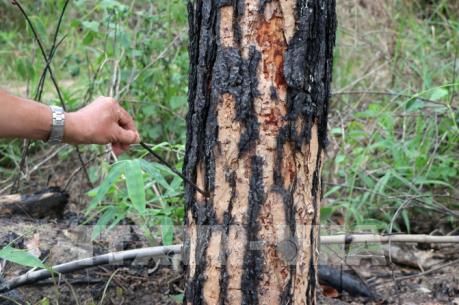 Bắt thêm một đối tượng trong vụ hạ độc hàng ngàn cây thông ở Lâm Đồng