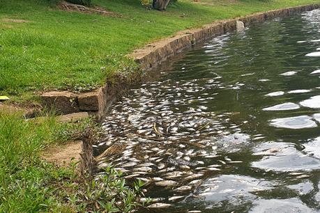 Cá chết hàng loạt, nổi đầy mặt hồ tại Bảo Lộc, Lâm Đồng