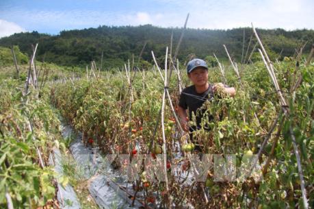 Hơn 3 ha cà chua chết bất thường, có dấu hiệu bị hạ độc bằng thuốc diệt cỏ