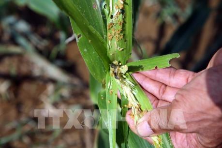 Nhiều giải pháp phòng trừ sâu keo mùa thu