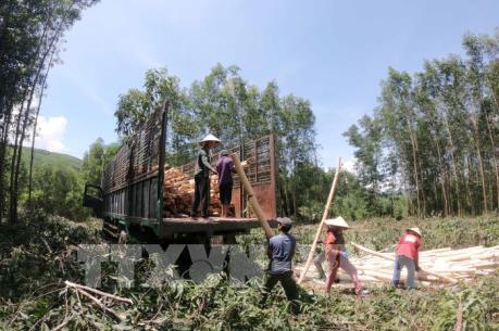 Thoát nghèo nhờ nguồn vốn vay trồng rừng