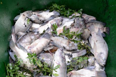 Công bố nguyên nhân cá chết hàng loạt ở hồ Thạc Gián